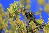 Yellow-rumped Warbler